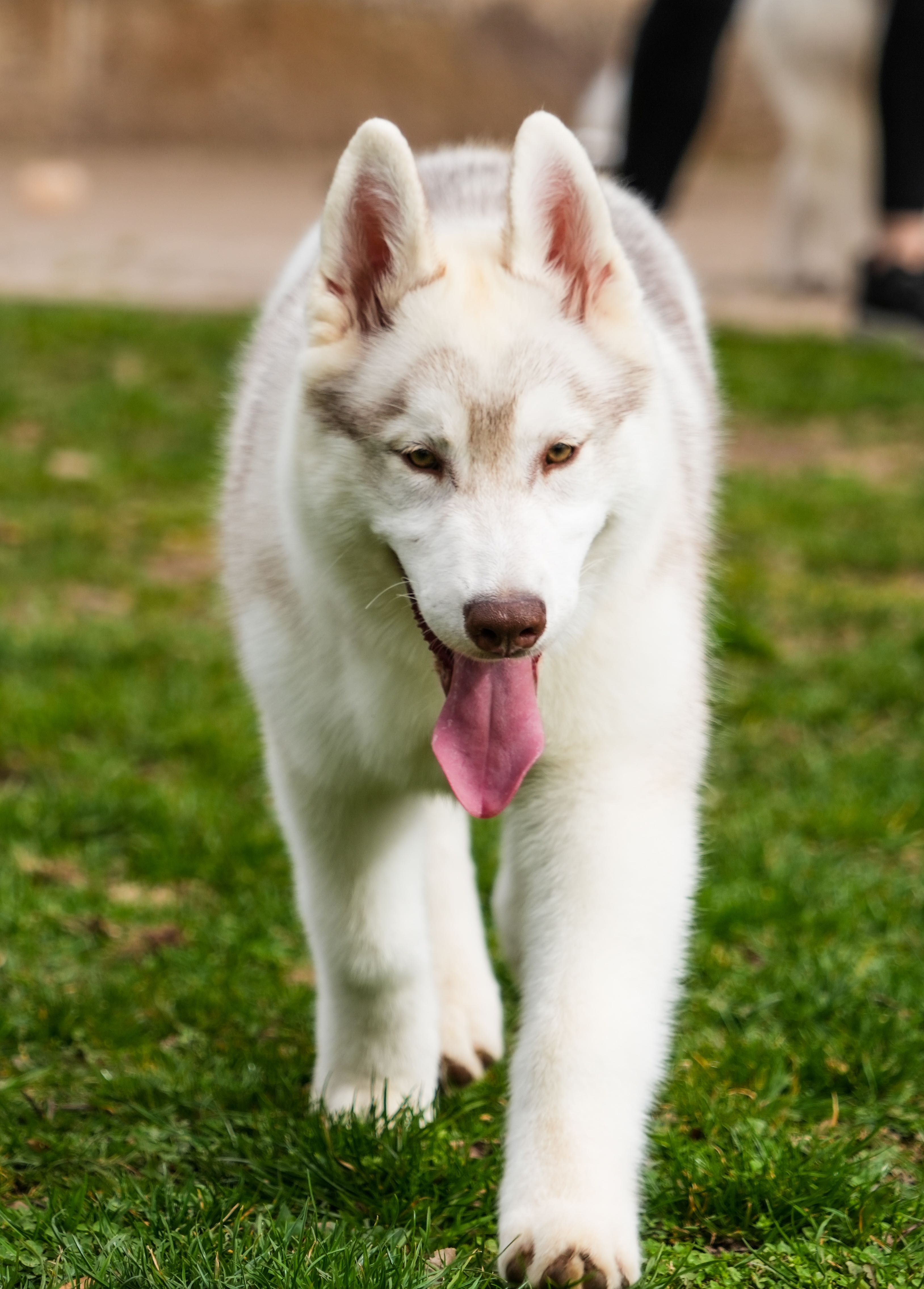 Przepiękna prawdziwy Nanook's Siberian Husky FCI