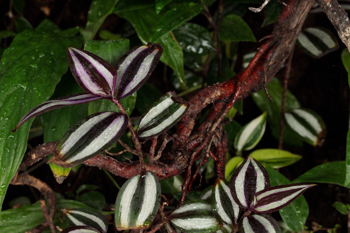 Terrarium las w szkle gekon