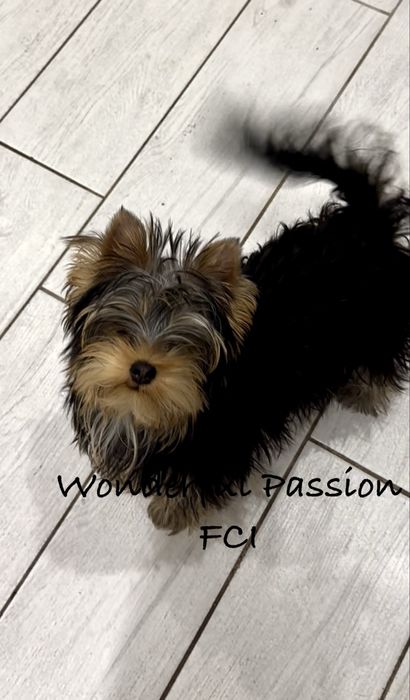 York Yorkshire terrier FCI ZkwP, piesek, szczeniak po Championie PL