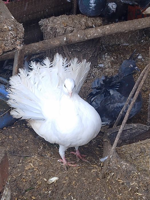 Молоді білі та мрамур