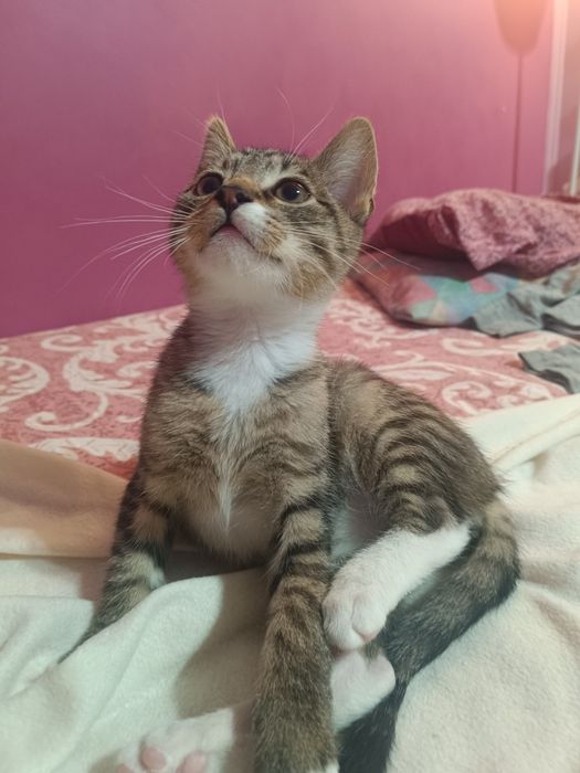 Mały kociak cudo słodkie Lafi do adopcji