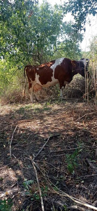 Продам корову, всі подробиці по телефону