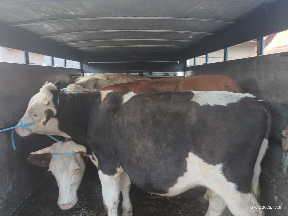 Skup koni oraz bydła