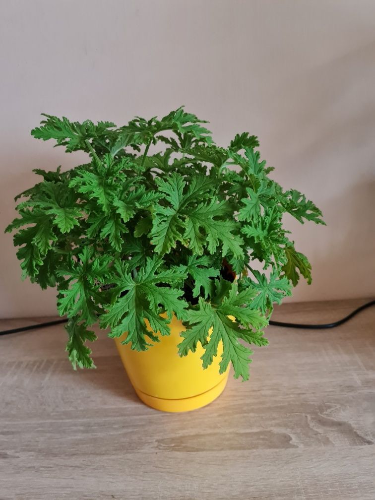 Geranium anginka kwiat  doniczkowy