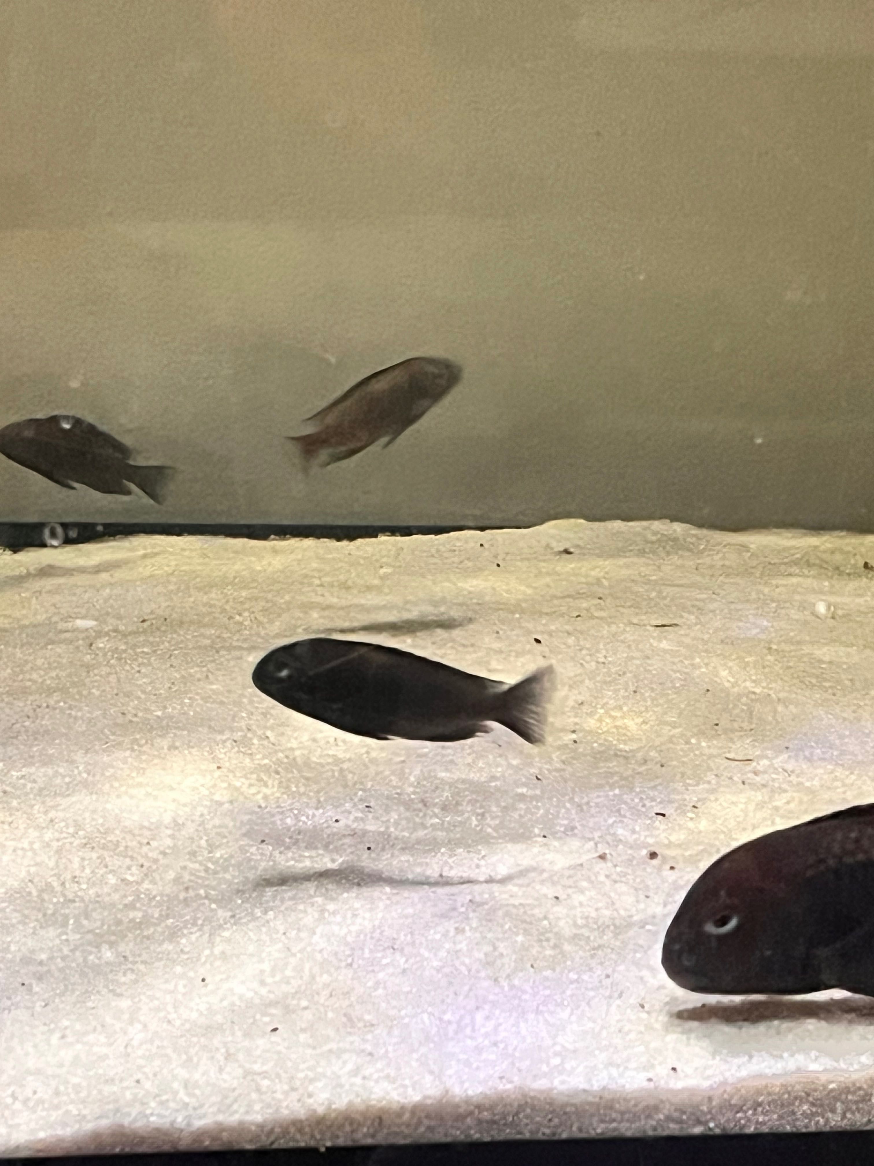 Tropheus Caramba F1 Tanganika