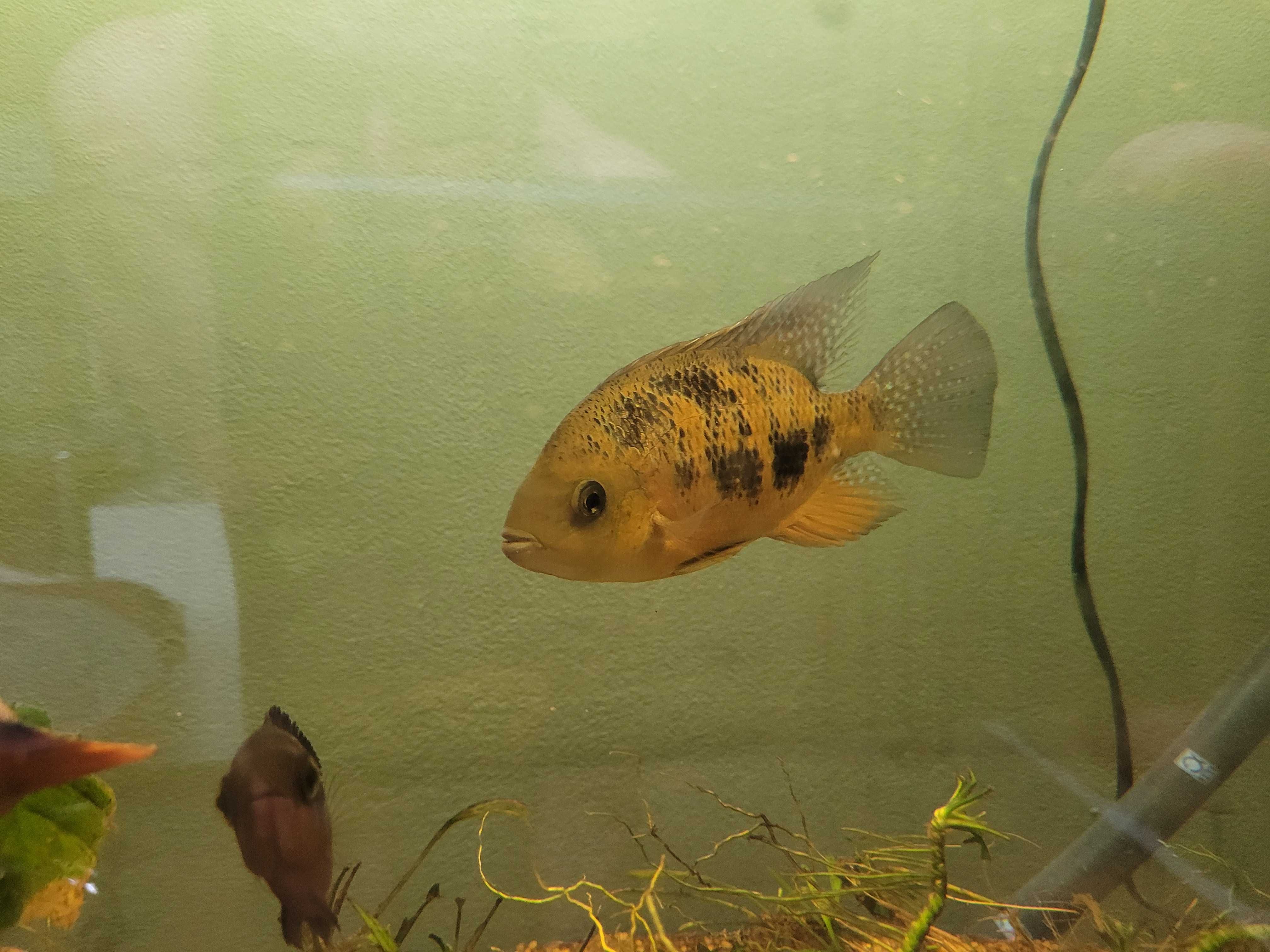 Cincelichthys bocourti  Cichlasoma bocourti Pielęgnica bocourti