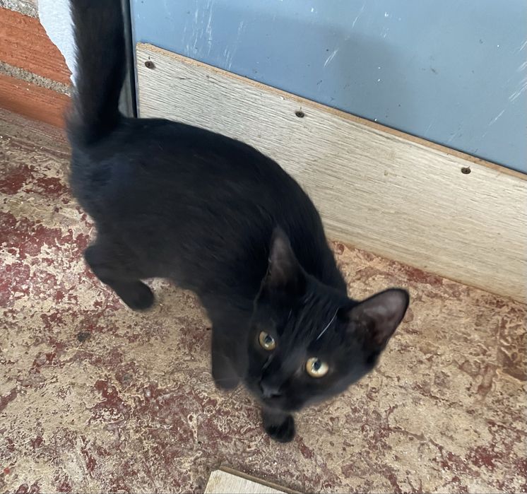 Gatinhos para adoção responsável