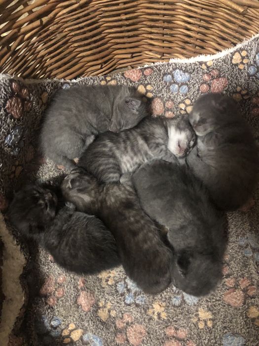 Бронь котики  британці висловухі і прямовухі