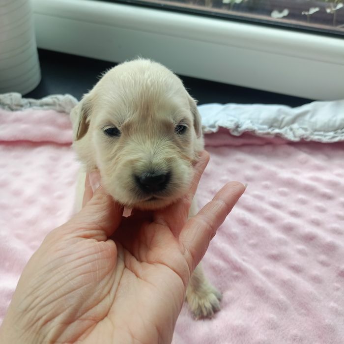Golden retriever