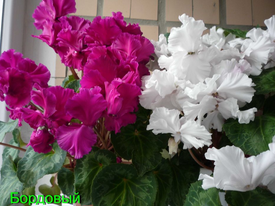 Семена цикламенов