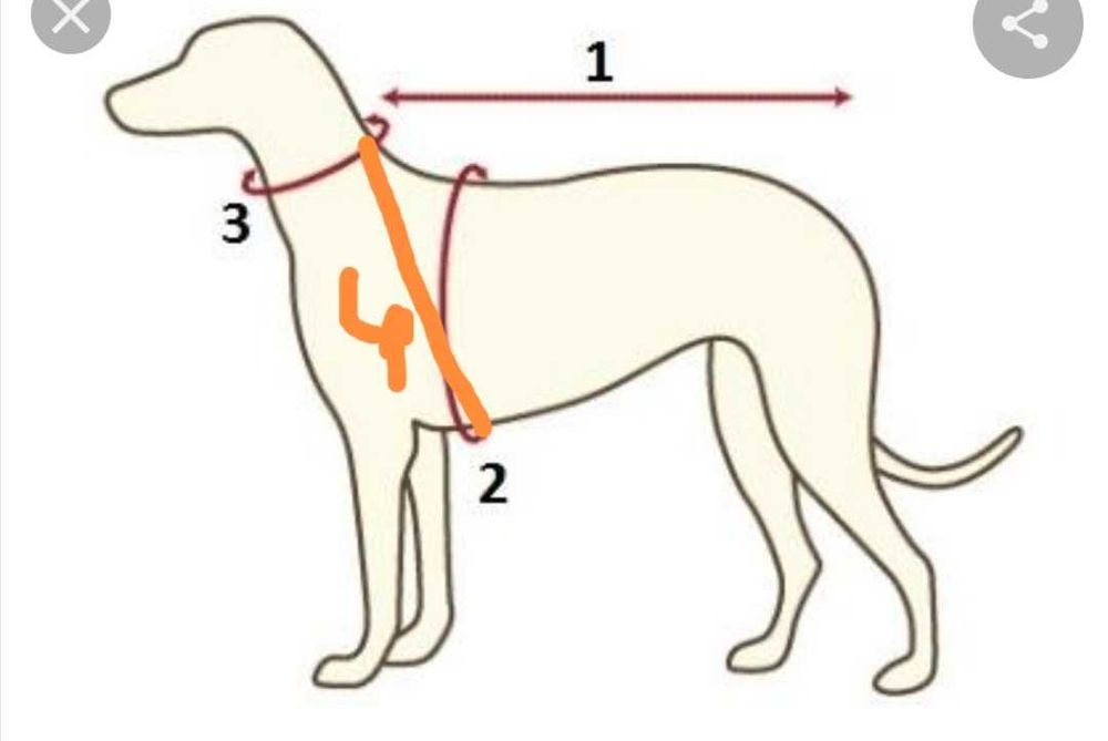 Шлея для великих собак