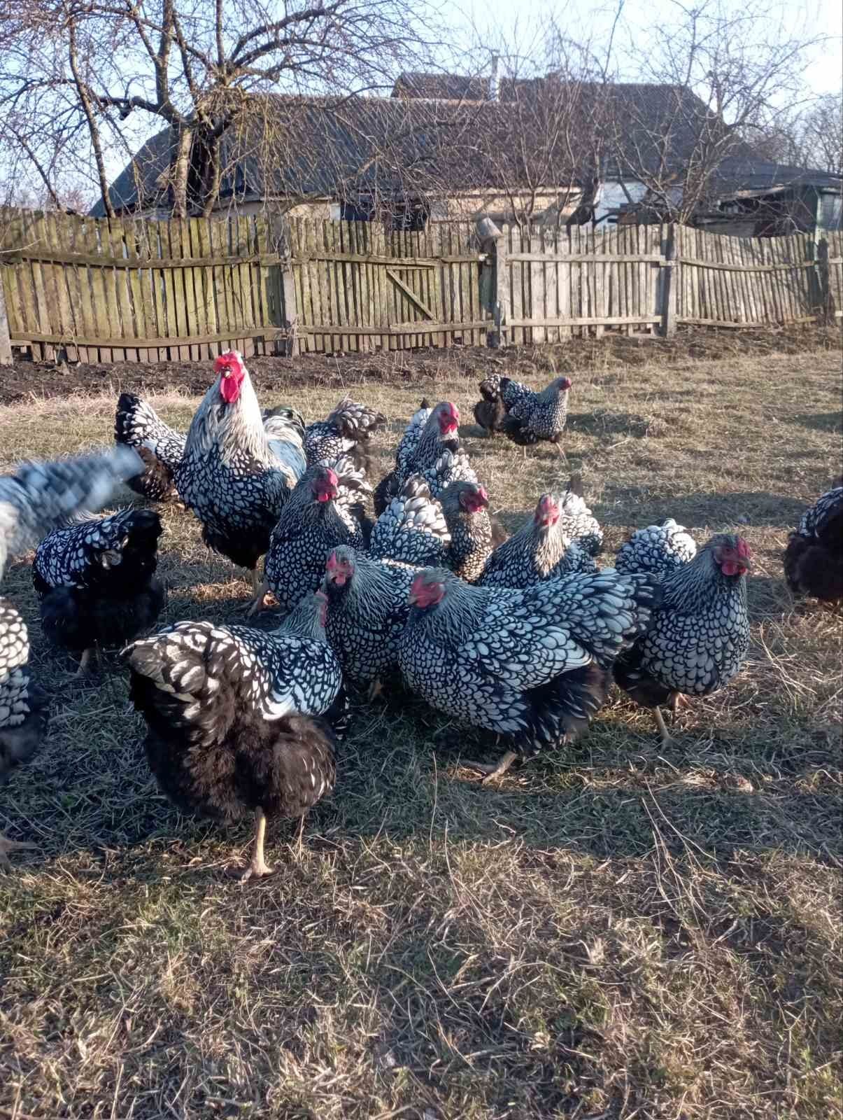 Інкубаційні яйця  Віандот срібло