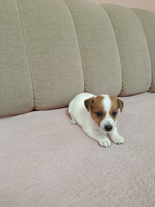 Śliczna suczka Jack Russell Terrier