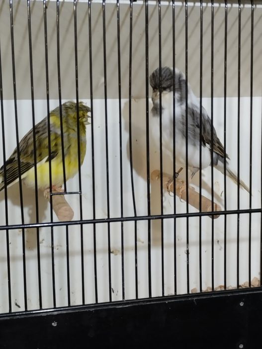 Kanarek gloster para