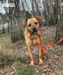 Terierek, 1, 5 roczny, 10kg, Bongo, adopcja
