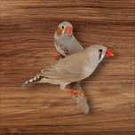Casal de mandarins pronto a criar