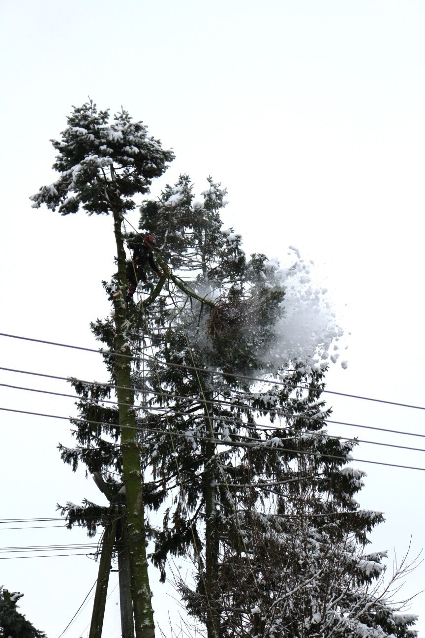 Wycinka drzew, przycinka. Arborysta. Usługi rębakiem. Rębak