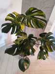 Monstera Deliciosa Marmorata, Yellow Marlin, LF