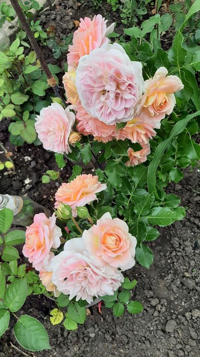 Роза куст флорибунда