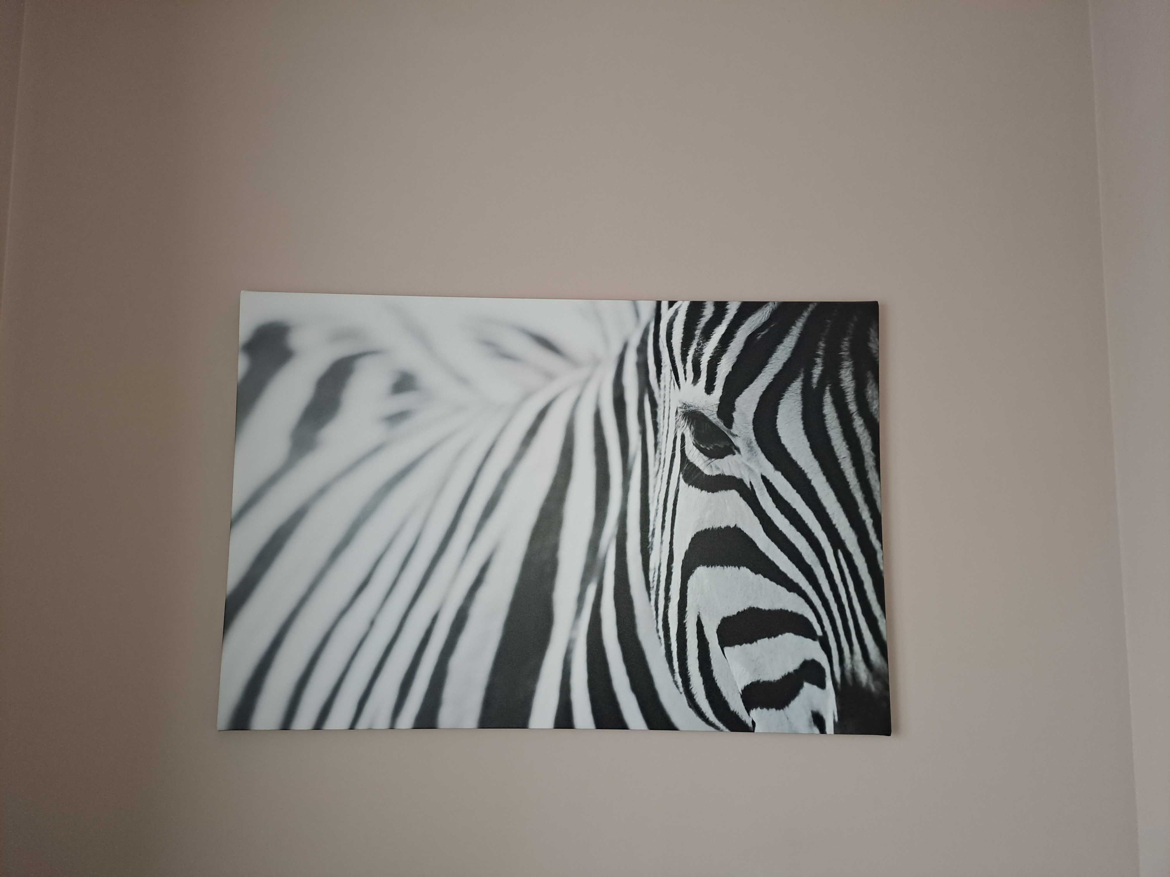 Modny, czaro biały obraz Zebra 80 x 120 cm