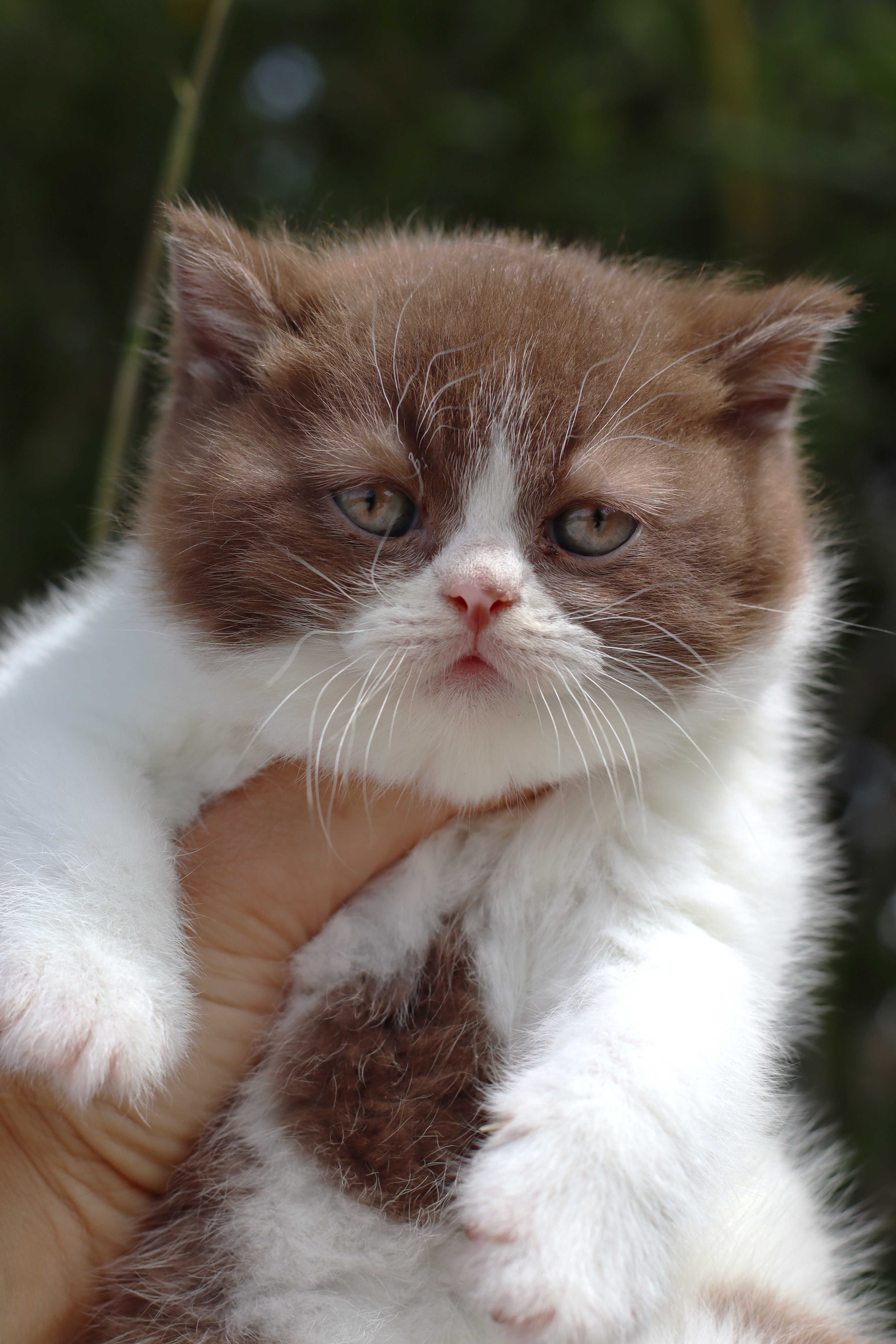 Gatinho British Shorthair chocolate e branco