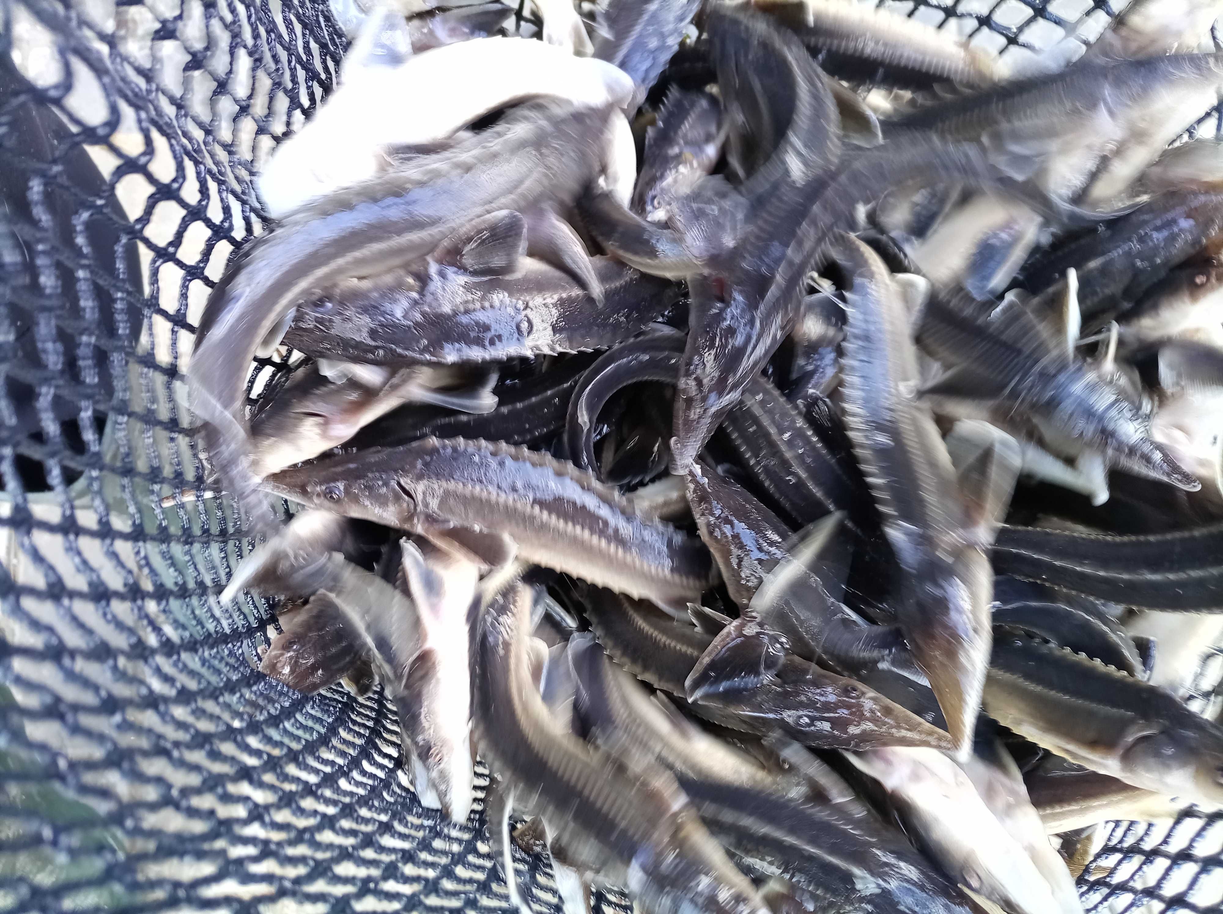 Jesiotr sterlet 24-27 cm duży węgorz lin karp amur Jesiotr syberyjski