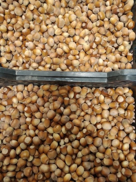 Orzechy laskowe w łupinie POLSKIE własna plantacja 1kg 2024