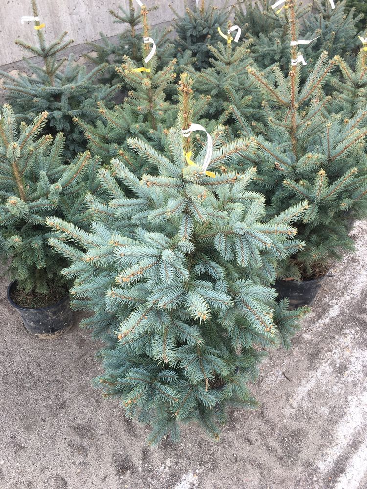 Świerk srebrny(Picea pungenes super blue seeding)