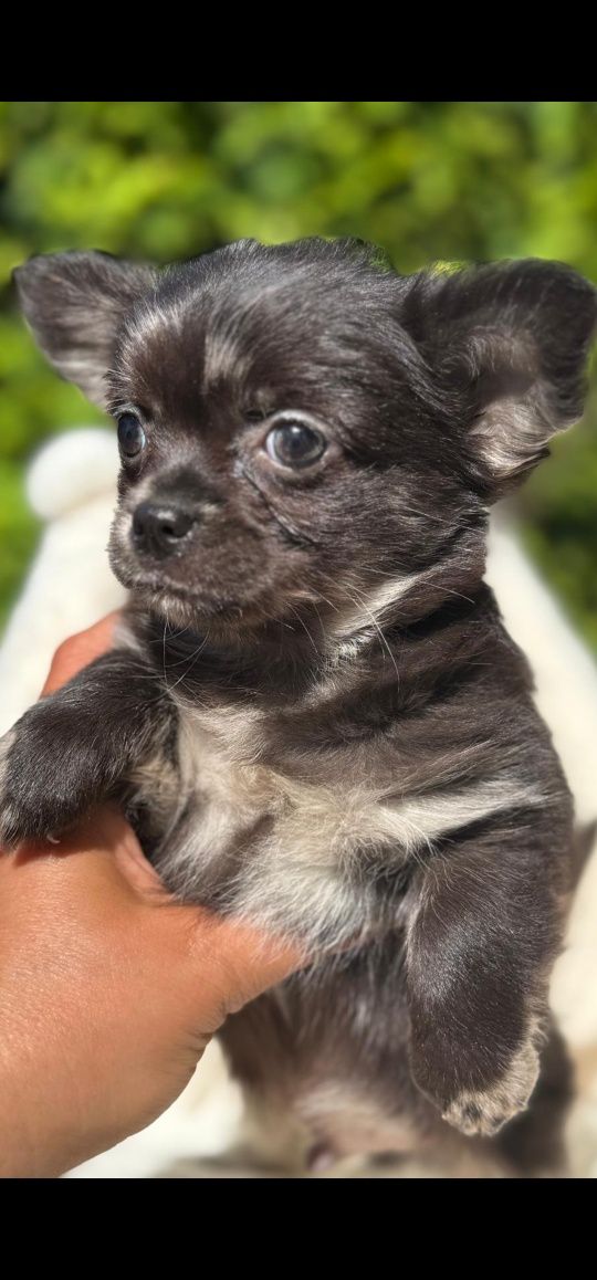 Dlugowlosy chihuahua