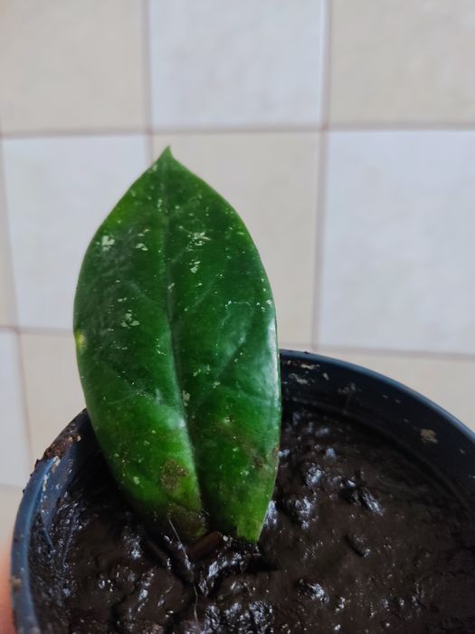 Sadzonka Hoya (bardzo mocno ukorzeniony liść )