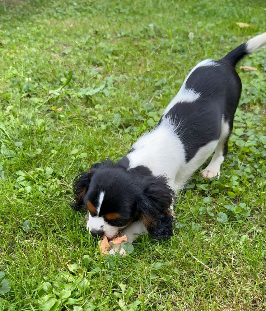 Suczka Cavalier King Charles spaniel Tri Color