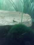 Neocaridina Davidi (azul)