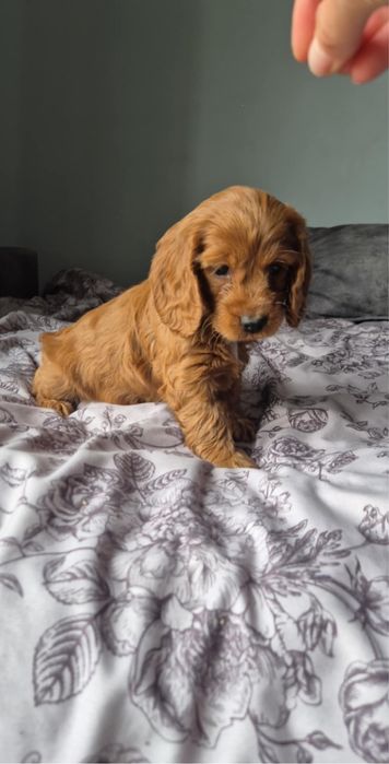 Cockapoo! Piekne maluszki! Badania genetyczne