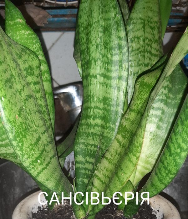 комнатные цветы/квіти/рослини