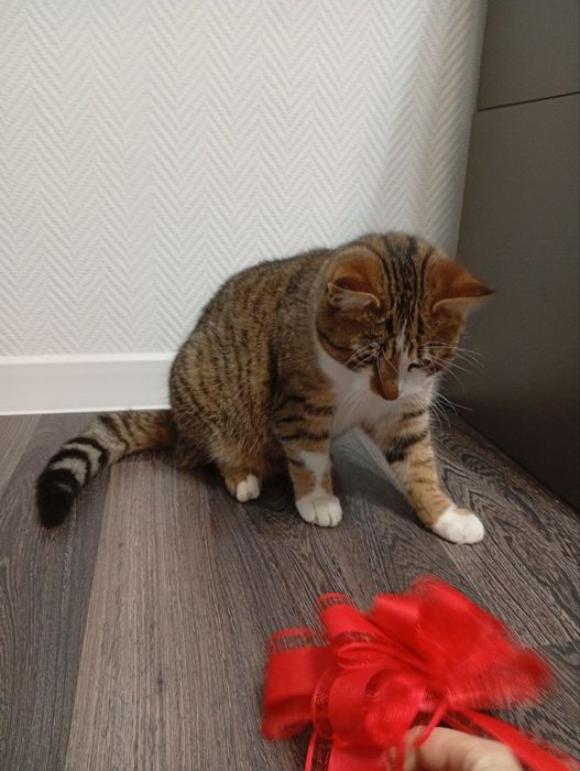 Подарую кошеня. Має вет.паспорт