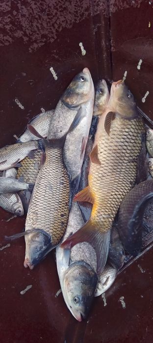 Жива Риба оптомм