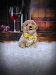 Maltipoo F1  Tata Pudel Toy  1.60kg