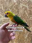 Aves criadas a mao e para criar