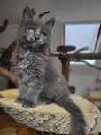 Maine Coon Warszawa Warszawa koty