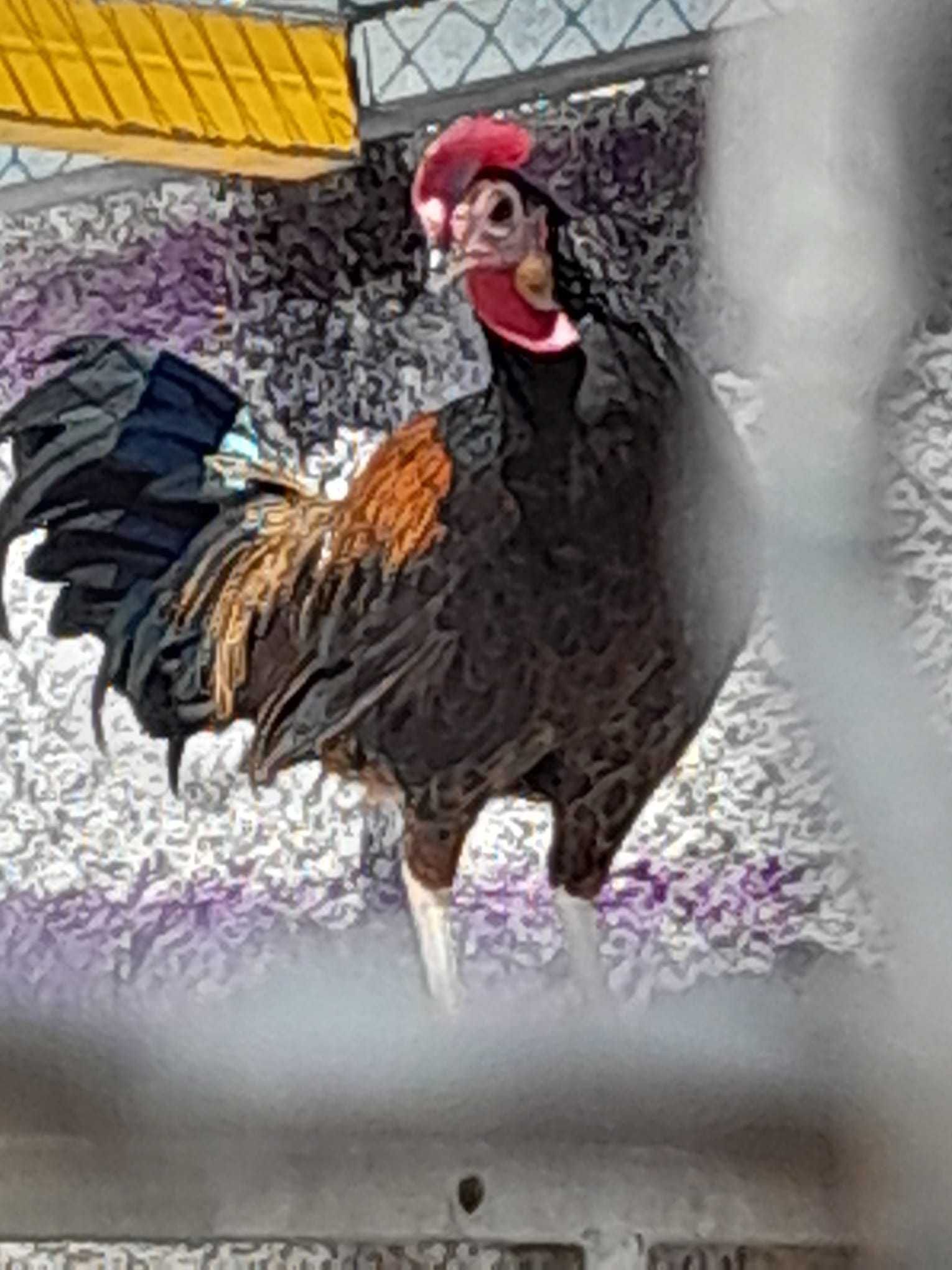 Gallus Várius, Vs., Green Junglefowl