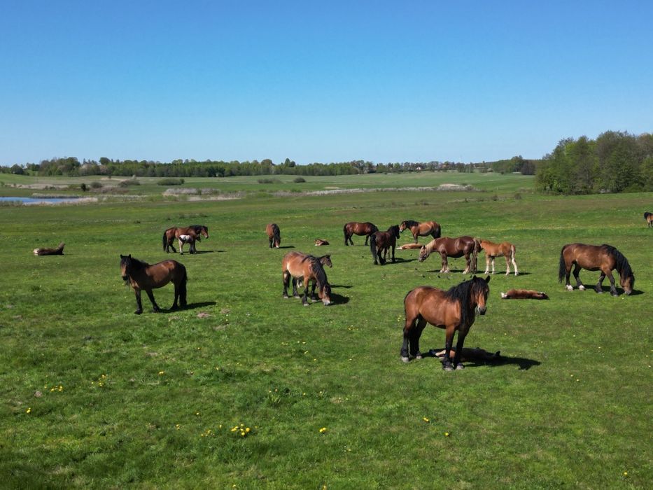 Klacz rasy zimnokrwistej