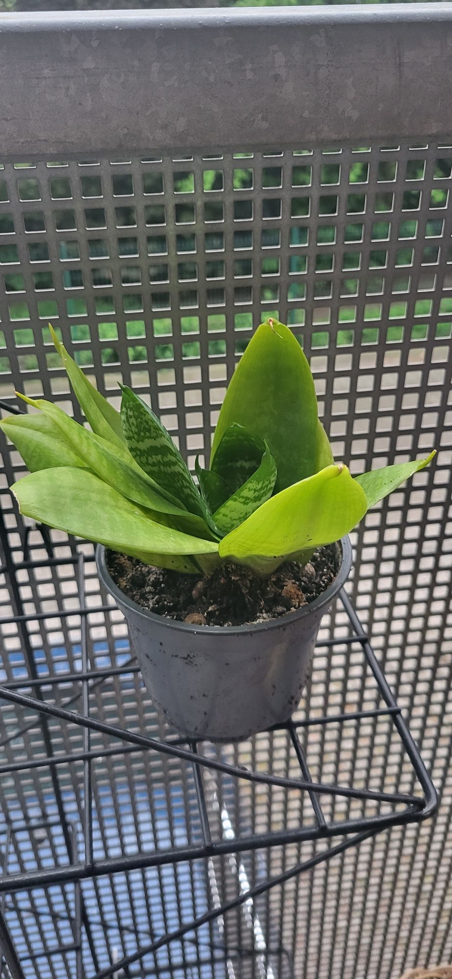 Sanseweria niska