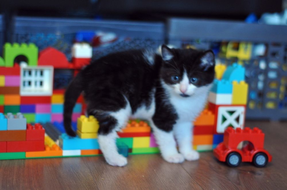 Ptyś szuka domu - kot do adopcji