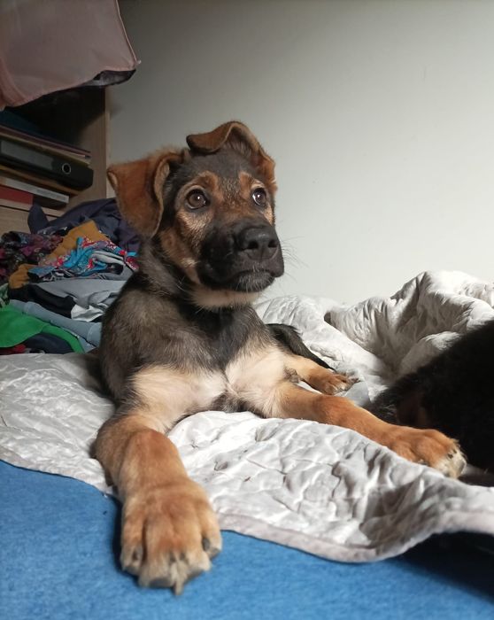 Nie pożałuje, kto Balsę adoptuje