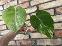 Monstera Variegata