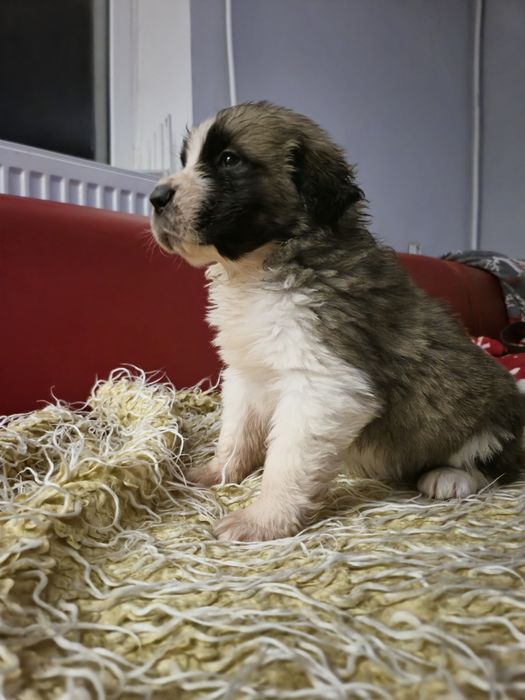 Bernardyn Szczeniaki