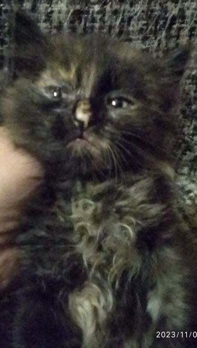 Милі кошенята в добрі руки.