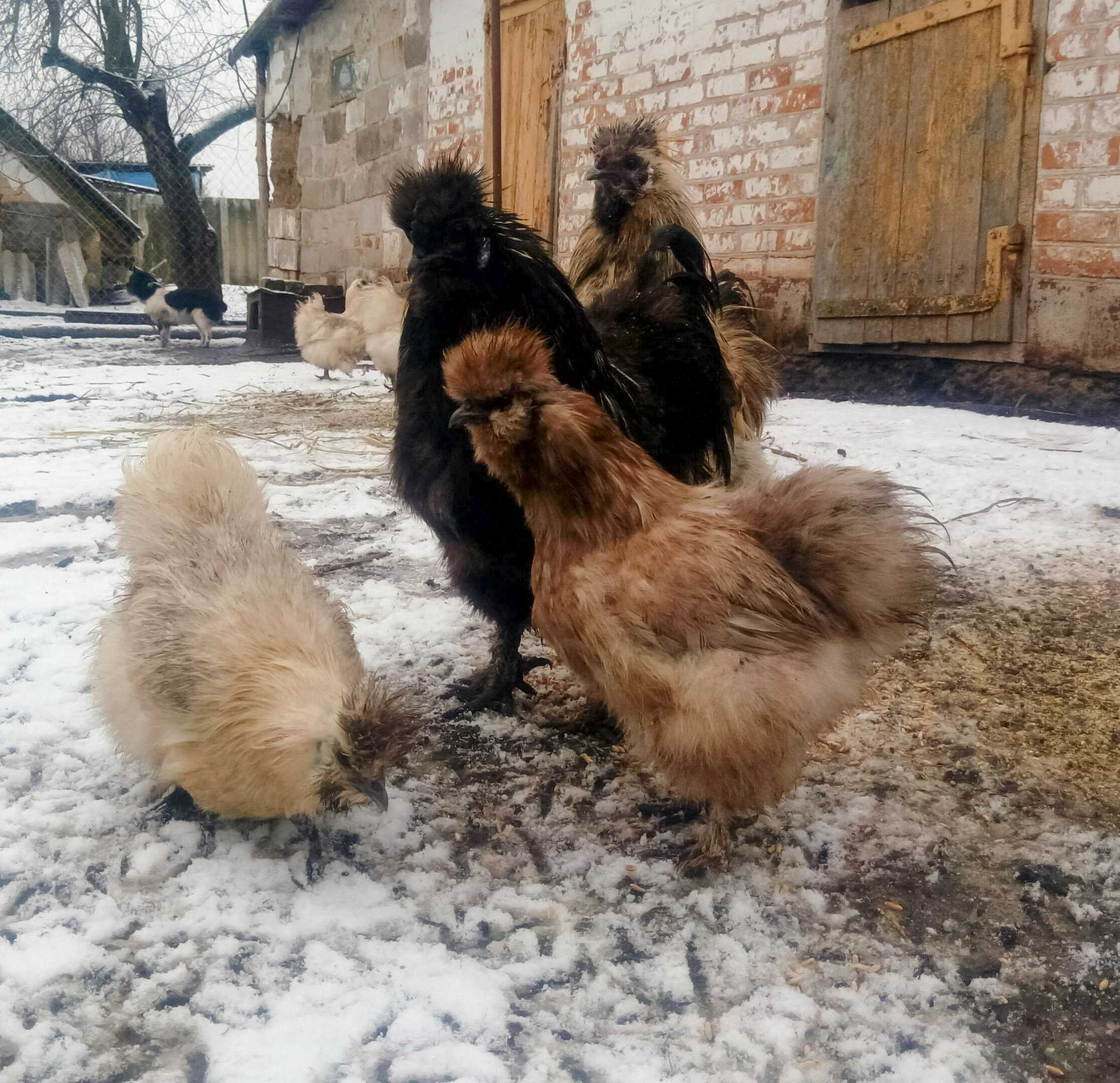 Інкубаційне яйце китайської шовкової