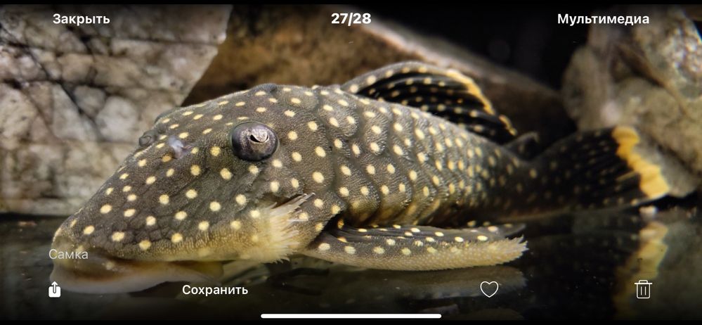 Сом, кальчужный сом, сомики, барианциструс