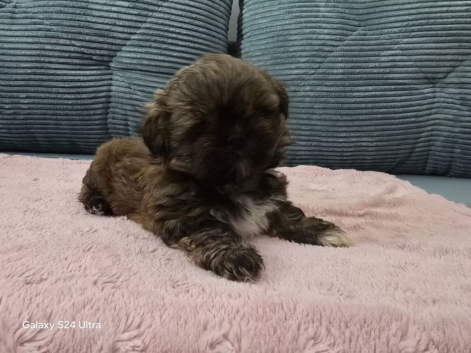 Sprzedam Shih Tzu KARMEL